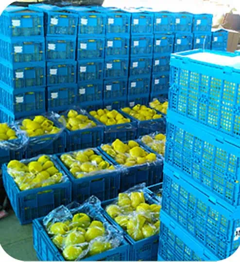 fruits sur des caisses pliables
